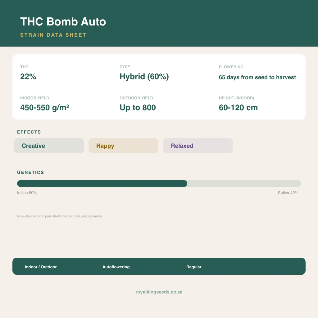 THC Bomb 60% indica / 40% sativa flower with visible trichomes