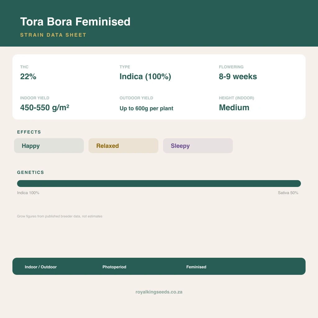Tora Bora 67% indica / 33% sativa flower with visible trichomes
