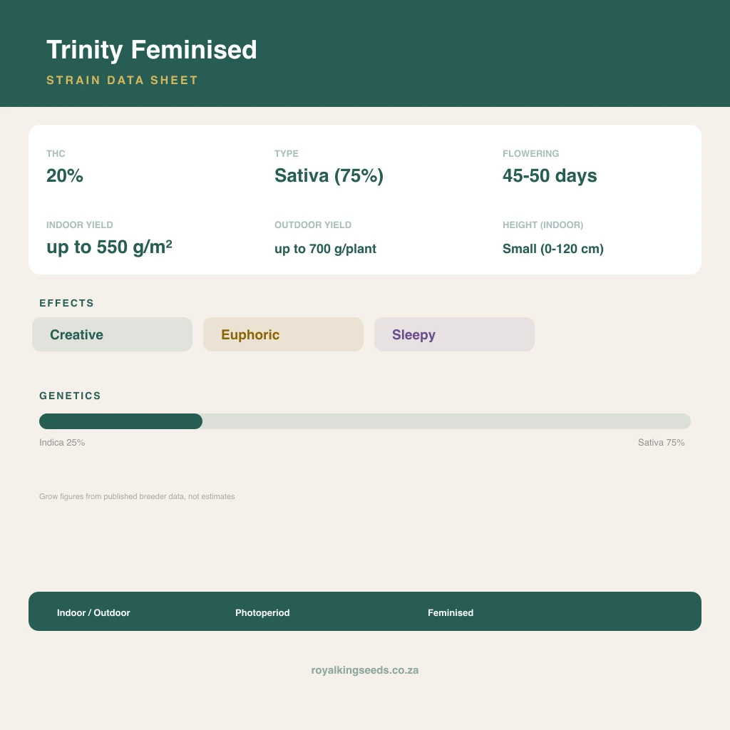 Trinity 25% indica / 75% sativa flower with visible trichomes