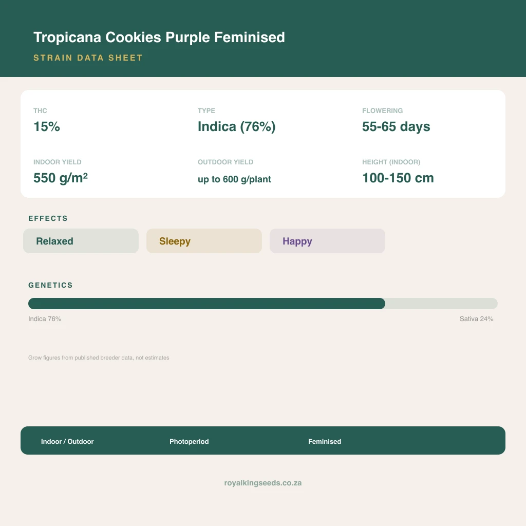Tropicana Cookies Purple 76% indica / 24% sativa flower with visible trichomes