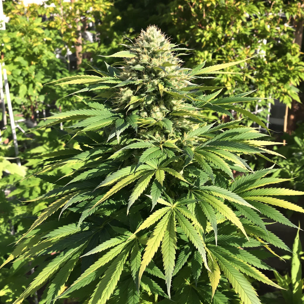 Tropicana Cookies Purple 76% indica / 24% sativa flower with visible trichomes