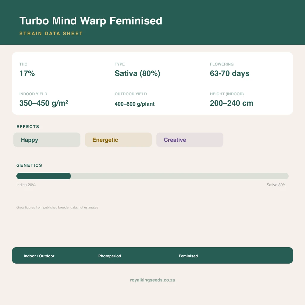 Turbo Mind Warp 20% indica / 80% sativa flower with visible trichomes