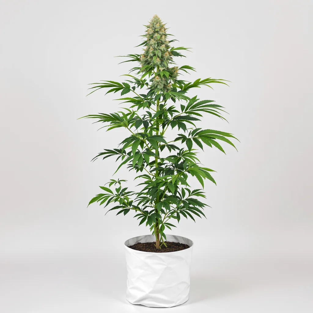 Tutti Frutti cannabis seeds packaging — Royal King Seeds South Africa