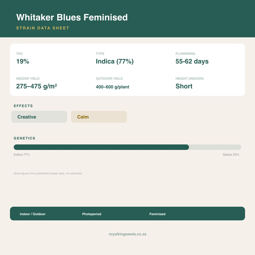 Whitaker Blues 77% indica / 23% sativa flower with visible trichomes