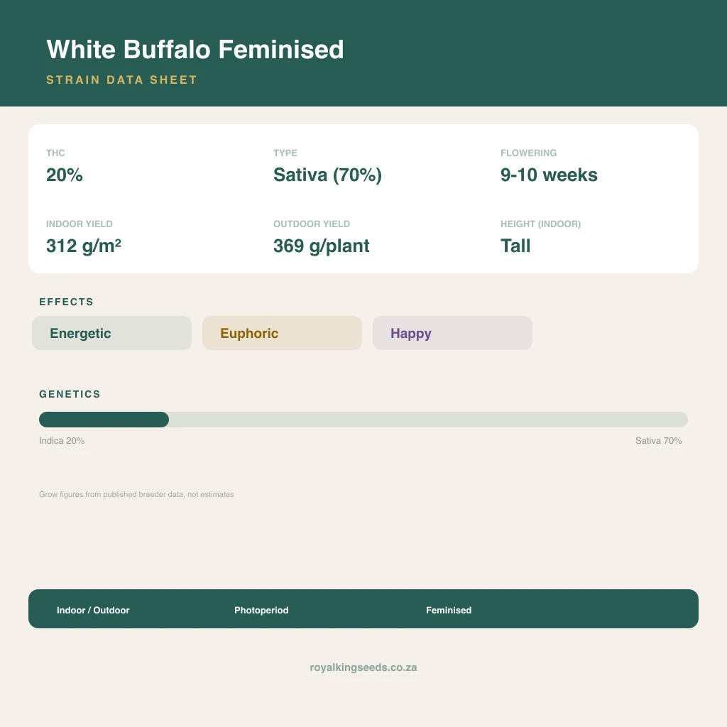 White Buffalo 22% indica / 78% sativa flower with visible trichomes