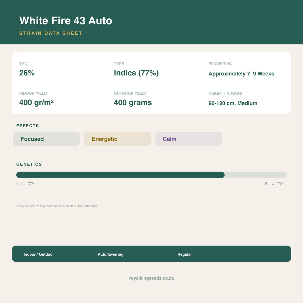 White Fire 43 77% indica / 23% sativa flower with visible trichomes