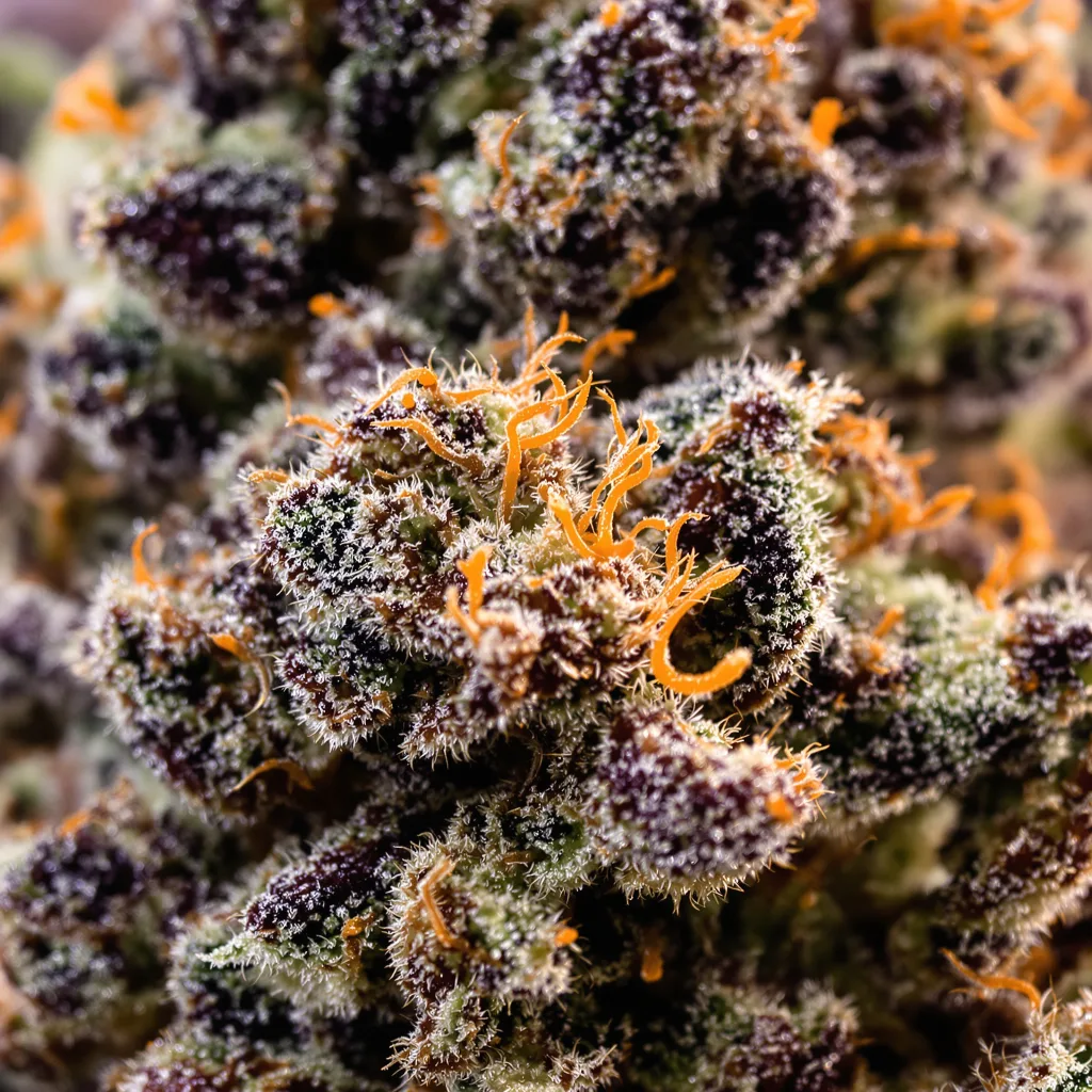 White Fire 43 cannabis bud close-up showing dense purple-tinged calyxes