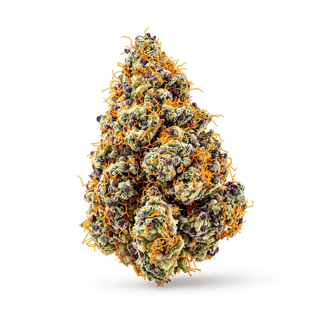 White Fire 43 77% indica / 23% sativa flower with visible trichomes