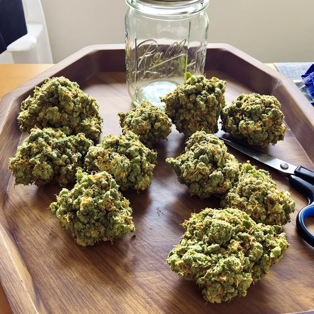 White Nightmare 22% indica / 78% sativa flower with visible trichomes