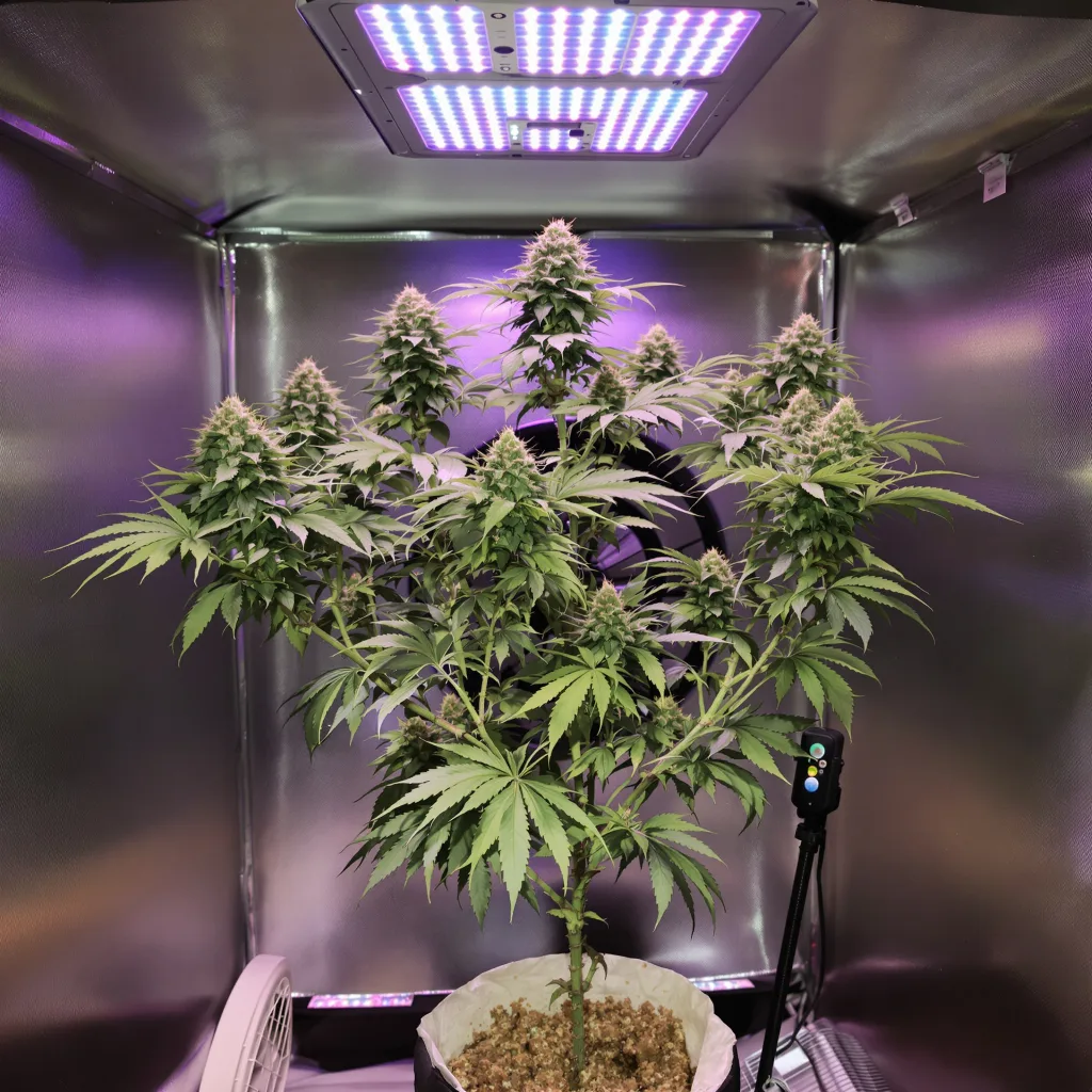 White OG cannabis plant in flowering stage — Medium feminised