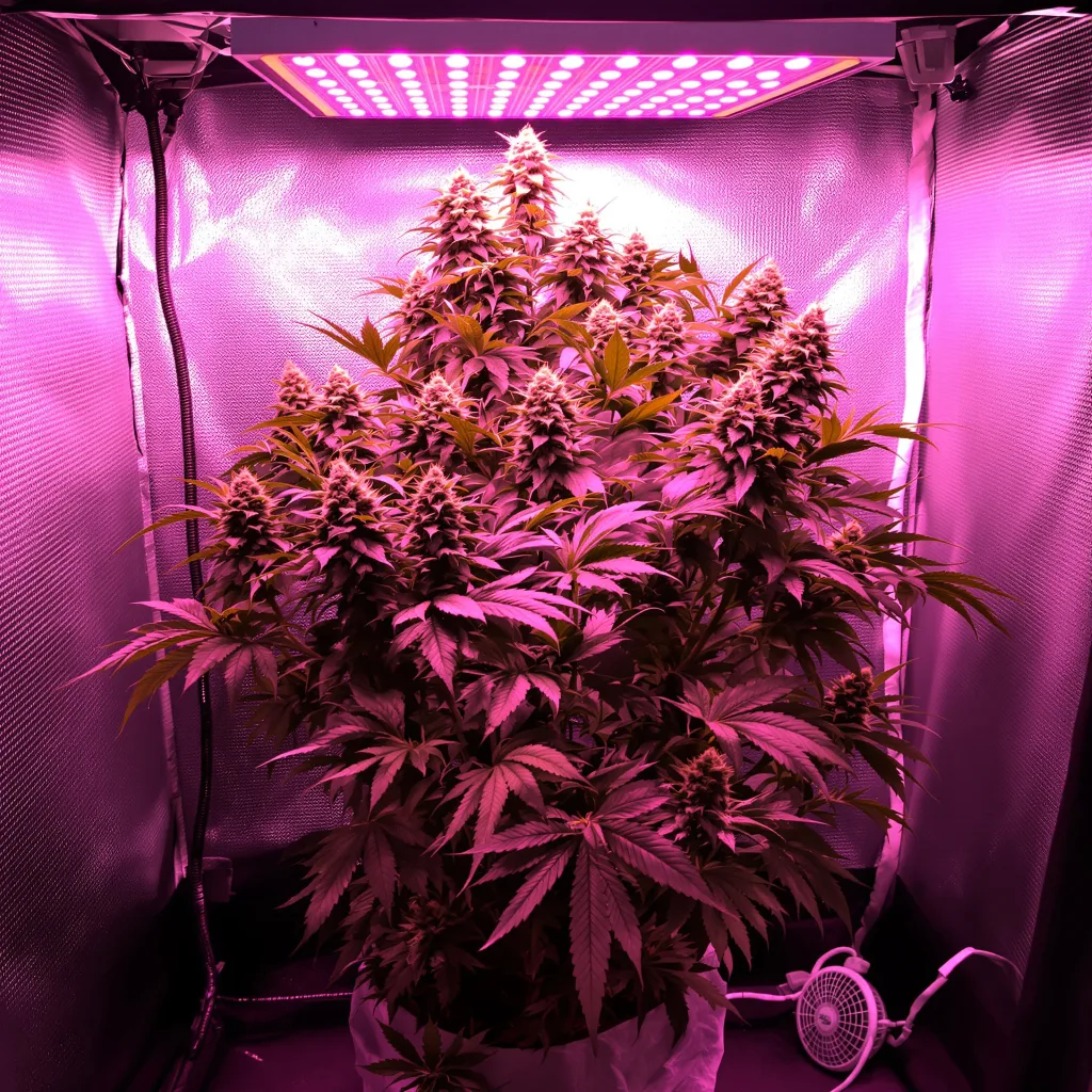 White Rhino cannabis plant in flowering stage — Medium feminised
