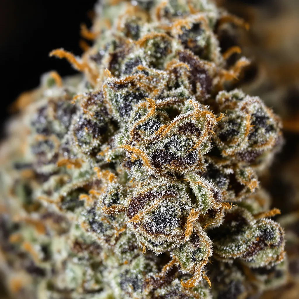 White Rhino cannabis bud close-up showing dense purple-tinged calyxes