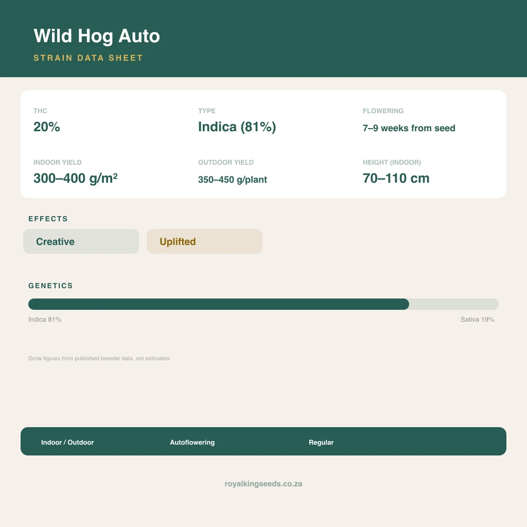 Wild Hog 81% indica / 19% sativa flower with visible trichomes