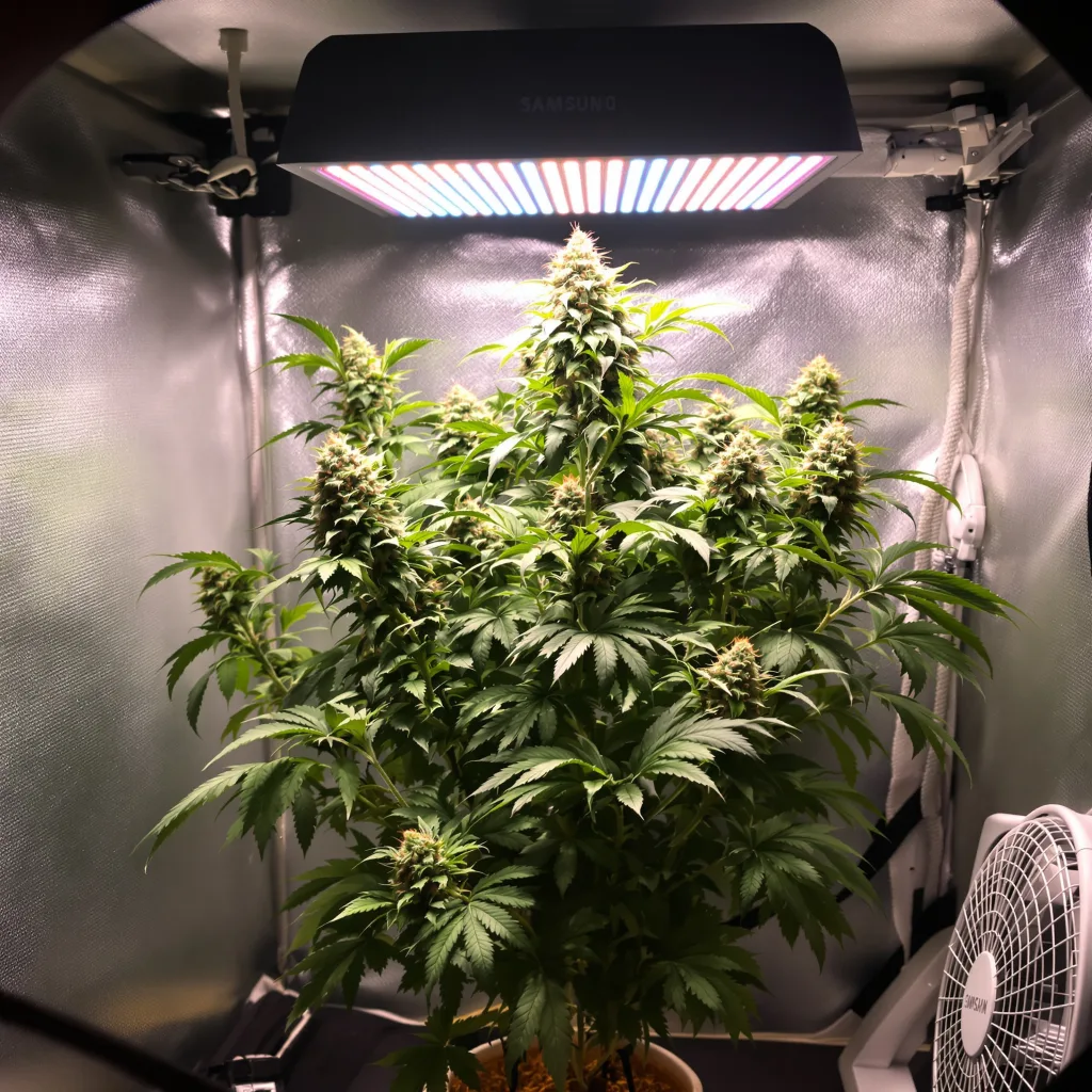 Wild Hog cannabis plant in flowering stage — 160–200 cm feminised