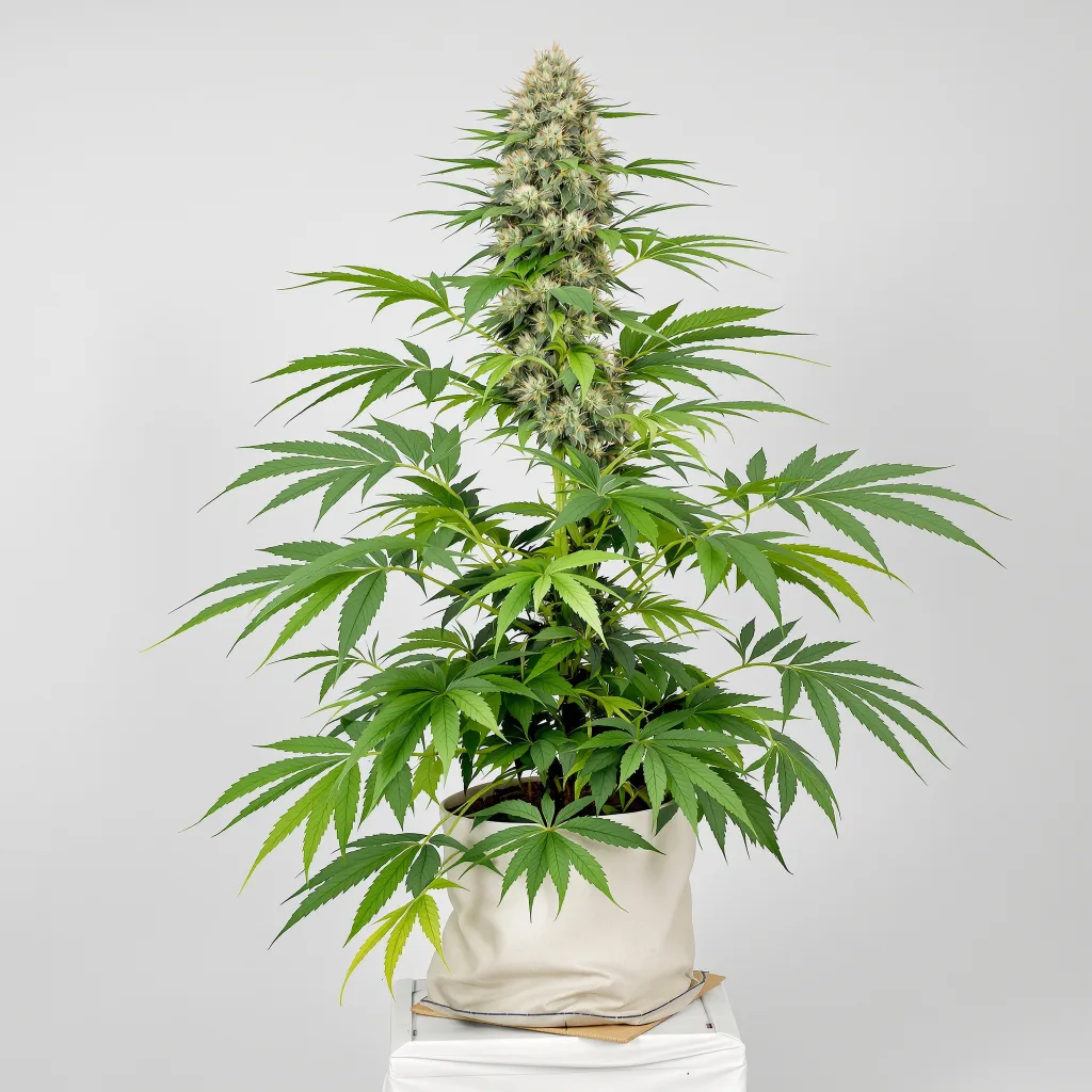 Yoda’s Brain cannabis seeds packaging — Royal King Seeds South Africa