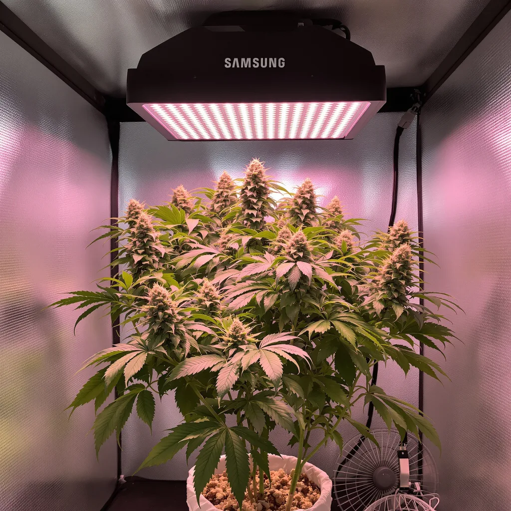 Zombie OG cannabis plant in flowering stage — Short feminised